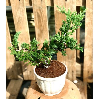 Chậu Bonsai cây Ngoạ Tùng