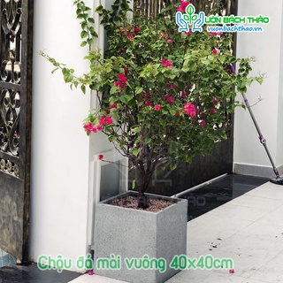Chậu xi măng đá mài vuông 40x40cm