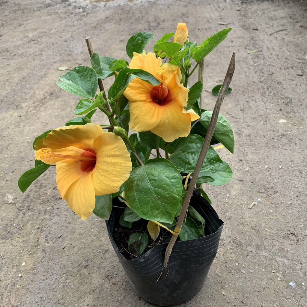 Hạt Giống Hoa Dâm Bụt Lùn Mix Màu - Gói 10 Hạt KNS2223