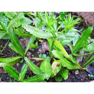 SIÊU RẺ - Bán Hạt giống NGÒ GAI (MÙI TÀU) nhập khẩu hàng chuẩn. hàng nhập khẩu.