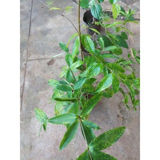 bán chậu  trúc nhật  đang nở hoa cao 60 cm trở lên