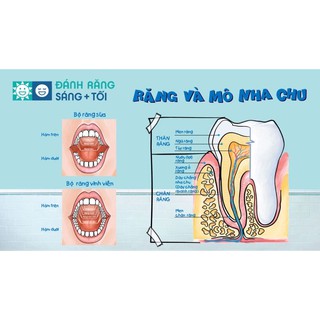 Kem đánh răng white & white Nhật 150g