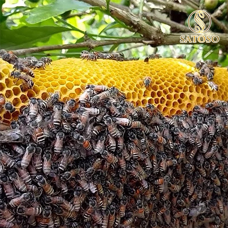 Mật ong ruồi nguyên chất SATOSO tốt cho sức khỏe SA132