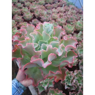 Sen đá bắp cải size lớn