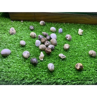 Combo 5 vỏ ốc mượn hồn