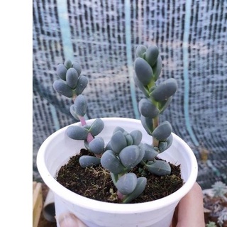 Sen đá TIM ❤️ - Vườn Đà Lạt