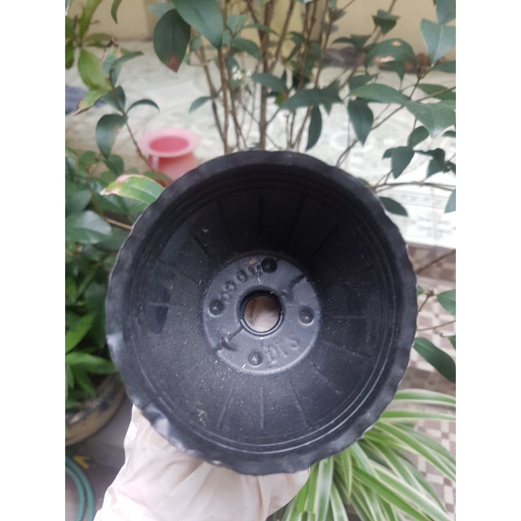 100 chậu 2.5 inch loại dày dặn chuyên dùng cho trồng kie con, hồ điệp giống, cây giống hàng loại 1