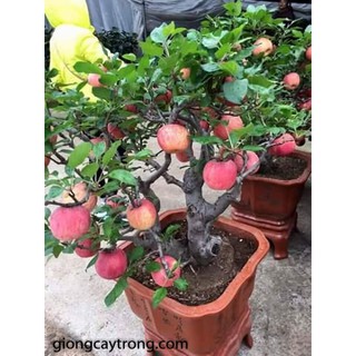 15 Hạt giống Táo lùn đỏ   
