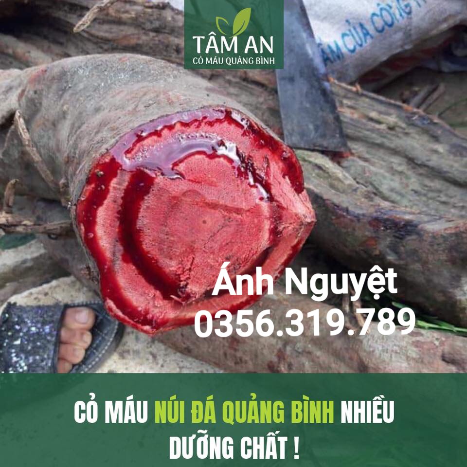 Cỏ Máu Tâm An liệu trình tăng cân