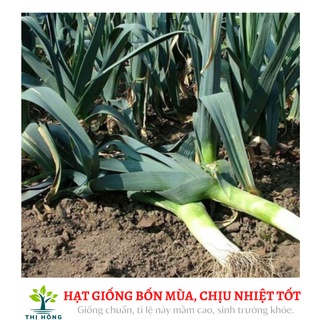 Hạt giống tỏi tây 2g (lá xanh đậm, dọc trắng cứng).