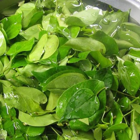 Hạt giống cây lá giang dể trồng f1- gói 10 hạt-tặng kèm gói phân bón lót