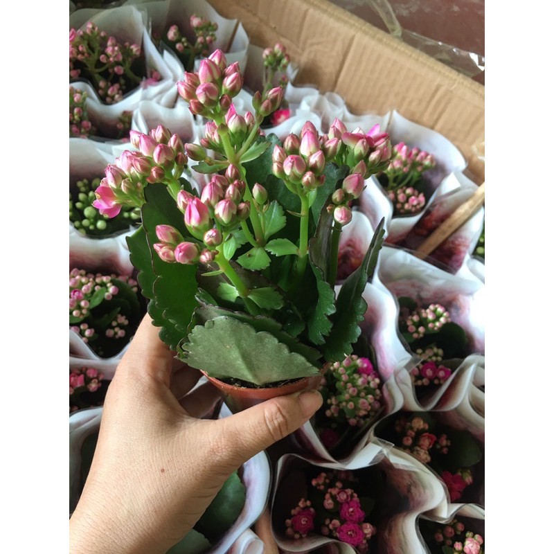 Sống đời kép siêu đẹp