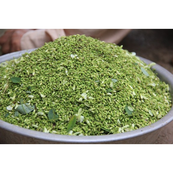 Trà Hoa hòe khô - Thái Bình