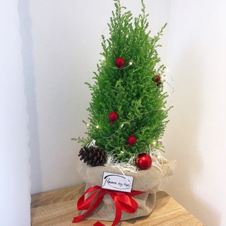 Cây Tùng thơm Noel size 50cm