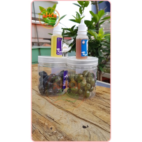 Hạt Silicon, Hạt Dan, ốc giả săn hàng, câu trắm đen, chép lợn, Tặng tinh mùi ngâm hạt - Khôi Fishing