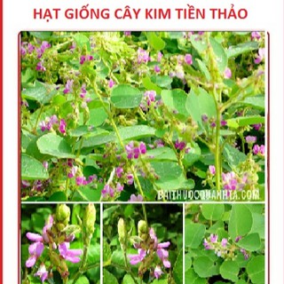 Hạt giống Kim tiền thảo ( cây dược liệu ) 50 hạt