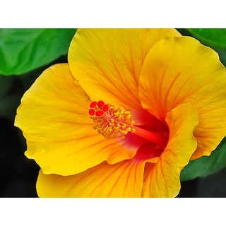 Hạt giống hoa dâm bụt f1