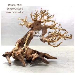 LŨA BONSAI CHO HỒ THỦY SINH SIZE NHỎ