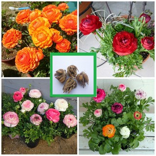 Bộ 5 củ giống hoa mao lương mix màu-đỏ hồng cam trắng vàng : kèm 5 viên nén ươm củ