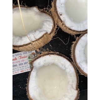 Dừa sáp Trà Vinh loại 2