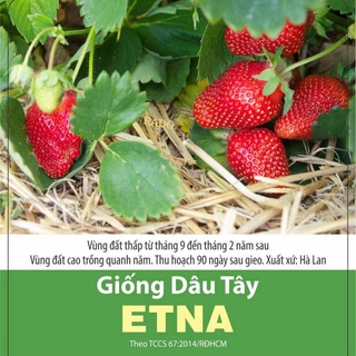 Hạt giống dâu tây đỏ siêu trái, quả to, thơm ngọt Etna 0.05gr