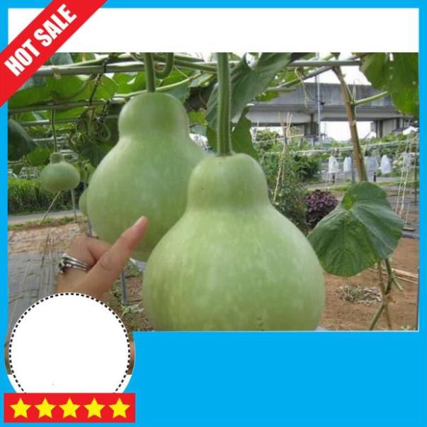 Hạt giống bầu hồ lô khổng lồ🥒Đài Loan🥒 Giống chuẩn, quả siêu to