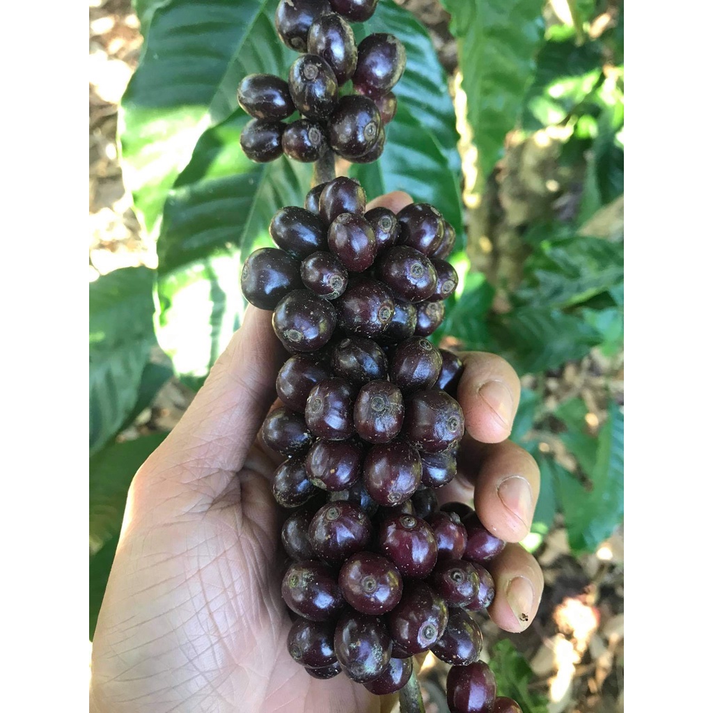 Cà phê Robusta red honey nguyên chất, rang mộc, hậu ngọt, hương vị caramel, socola | BigBuy360 - bigbuy360.vn