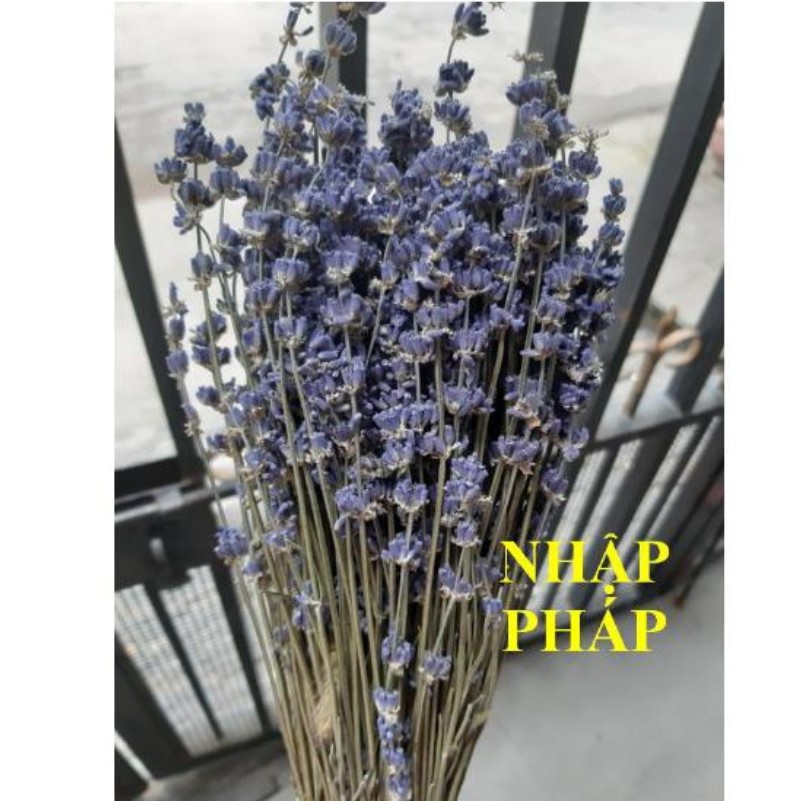 Hoa lavender - hoa oải hương khô 1 bó 5 cành( đọc kỹ thông tin sp)