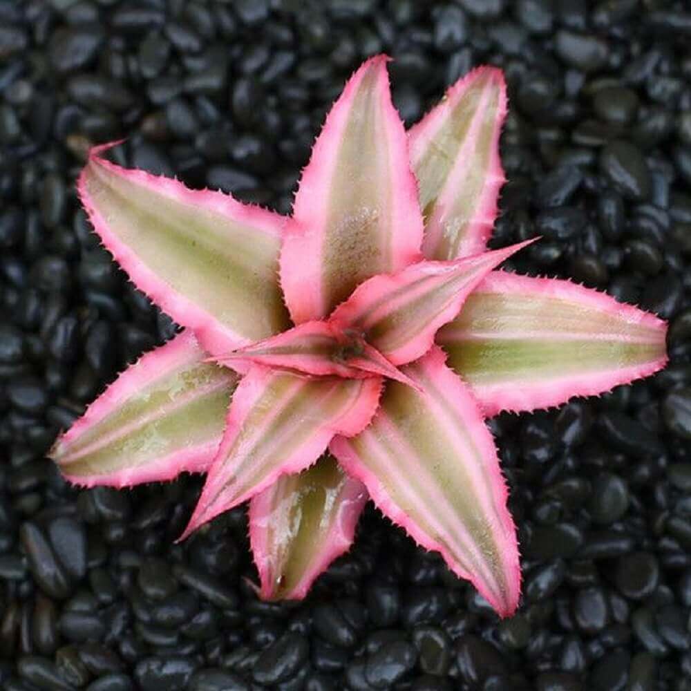 Cây giống Cryptanthus bivittatus Pink Starlite (Dứa cảnh, Nhung Diệp Tiểu Phụng) chậu nhựa