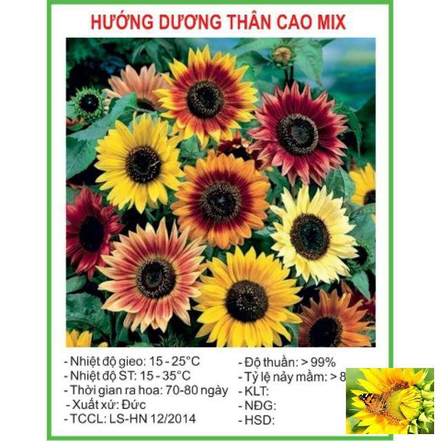 Gói 30 Hạt giống Hướng dương mix