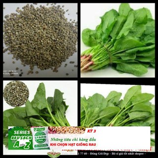 Hạt giống Rau Chân Vịt (Cải Bó Xôi)