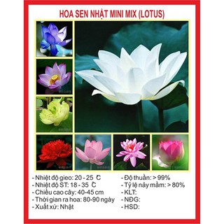 Hạt giống hoa sen mini MIX 8 màu gói 8H xuất xứ Nhật bản