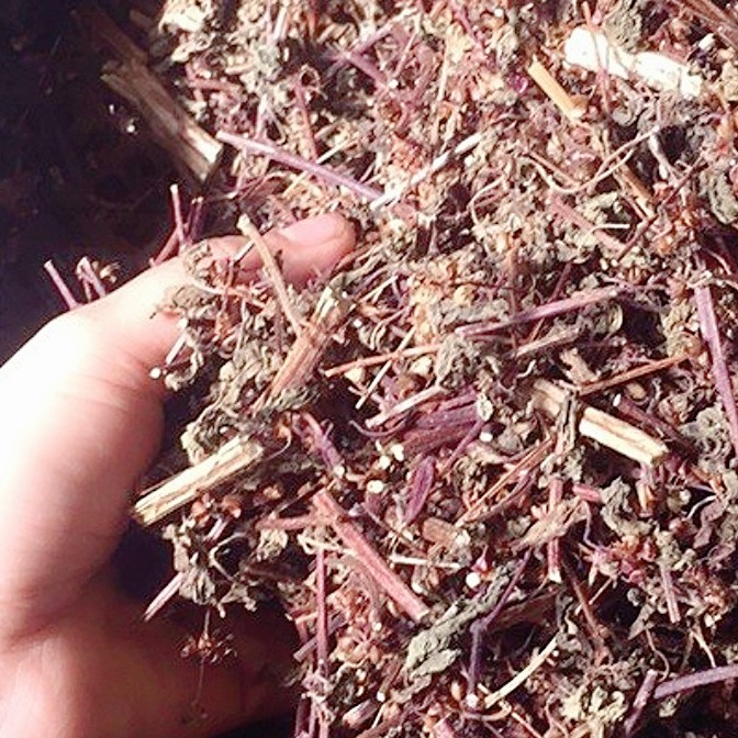 HƯƠNG NHU KHÔ 100gr | BigBuy360 - bigbuy360.vn