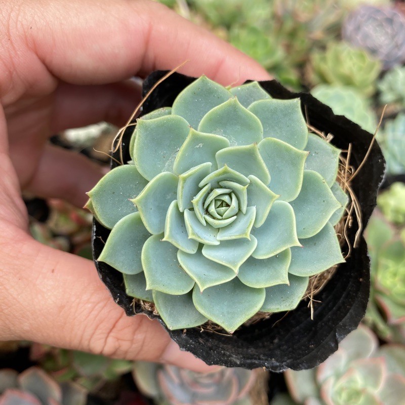 SEN ĐÁ THÁI 🌵FREESHIP 🔥 ĐÃ THUẦN XỨ NÓNG 🌟SIU CUTE CHUẨN SIZE BẦU 🌟