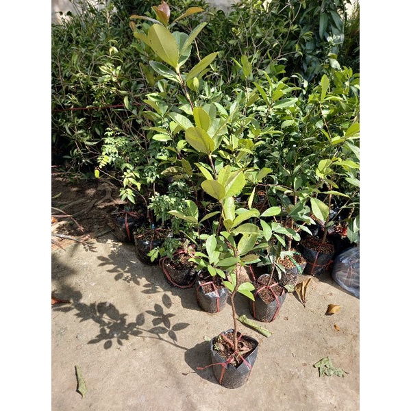 Cây cherry