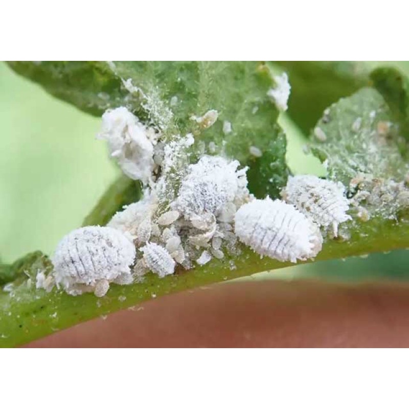 Dung dịch pha sẵn hữu cơ sinh học sử dụng an toàn hiệu quả trên cây kiểng