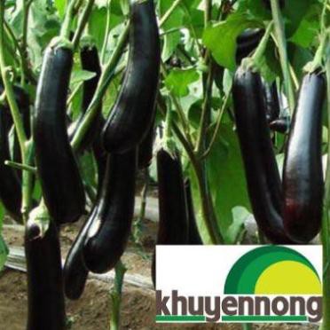 30 Hạt giống cà tím dài đen