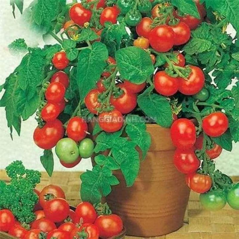 Hạt giống cà chua bi lùn đỏ Rạng Đông 100 hạt