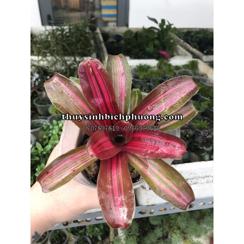DỨA MÀU NAM MỸ - CÂY BÁN CẠN THUỶ SINH DÁN ĐÁ LŨA - TRANG TRÍ HỒ BÁN CẠN HÒN NAM BỘ