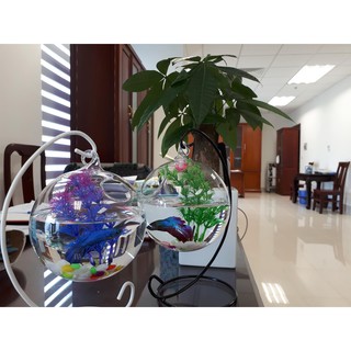 Combo bể cá mini 22 ( Tặng kèm phụ kiện trang trí )