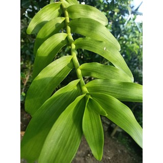 combo 1 ki phi điệp lá mít+1 ki phi điệp xanh sạch