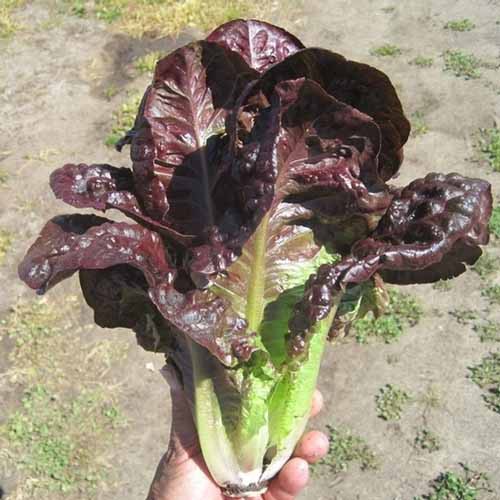 Hạt giống Xà Lách Romaine đỏ tím (1 gram).