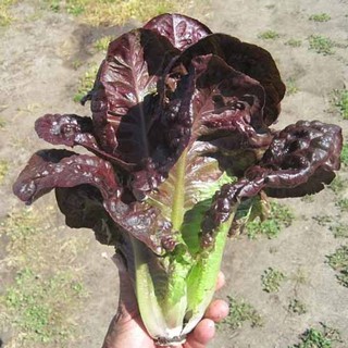 Hạt giống Xà Lách Romaine đỏ tím (1 gram).