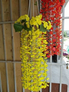 Lan vũ nữ dây treo tường