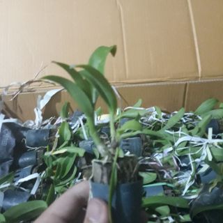Denro nhiều màu size giống
