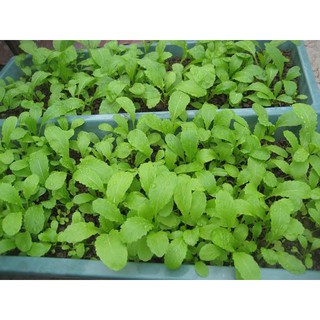 Hạt giống Cải mơ lùn