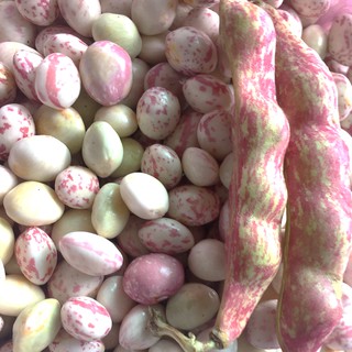 ĐẬU CÚC ĐÀ LẠT - gói 1kg