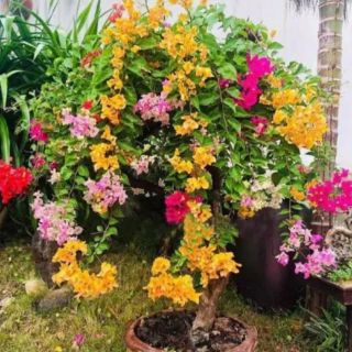 Hoa giấy Ngũ sắc