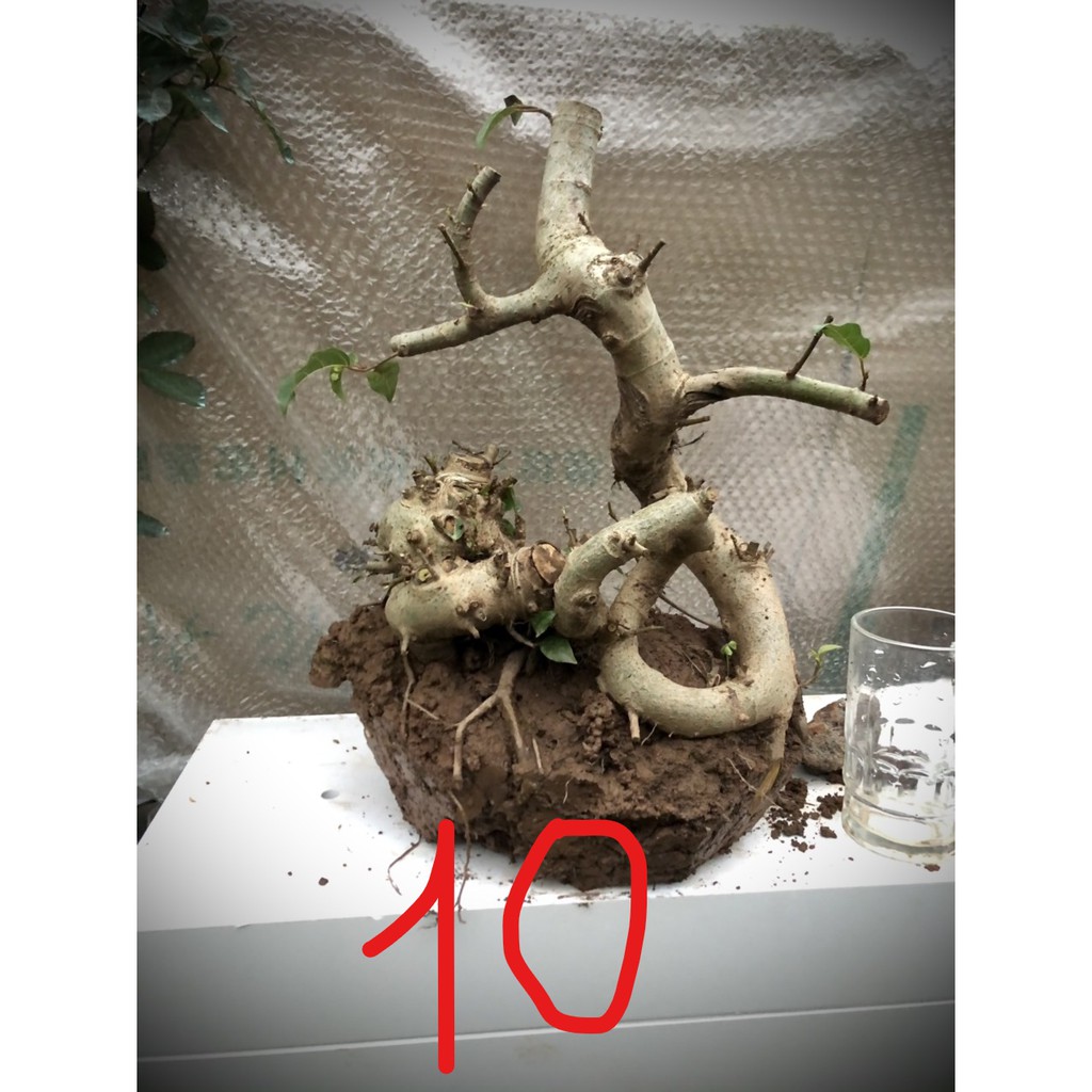 Cây sung bonsai phôi (ảnh thật) đánh số 1-20