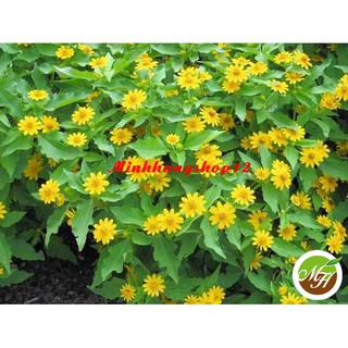 100 Hạt giống hoa Cúc mặt trời Kèm quà tặng và hướng dẫn ươm trồng